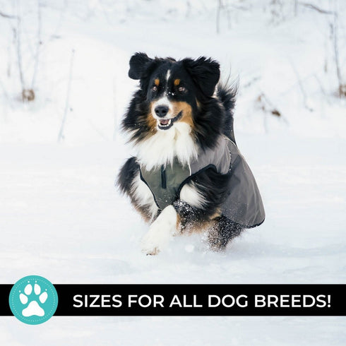 Shedrow K9 Chinook Dog Coat S Chimera - Poudre Pet & Feed Supply 3